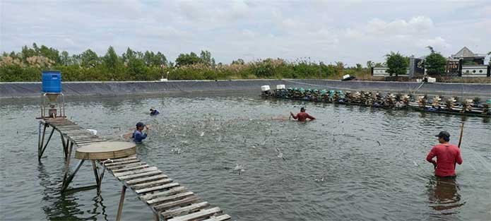 Cà Mau – Hành trình khẳng định thương hiệu thủ phủ tôm Việt Nam