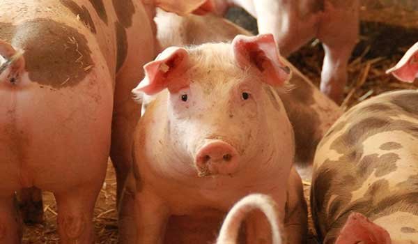 Vĩnh Long: Giá thịt heo giảm