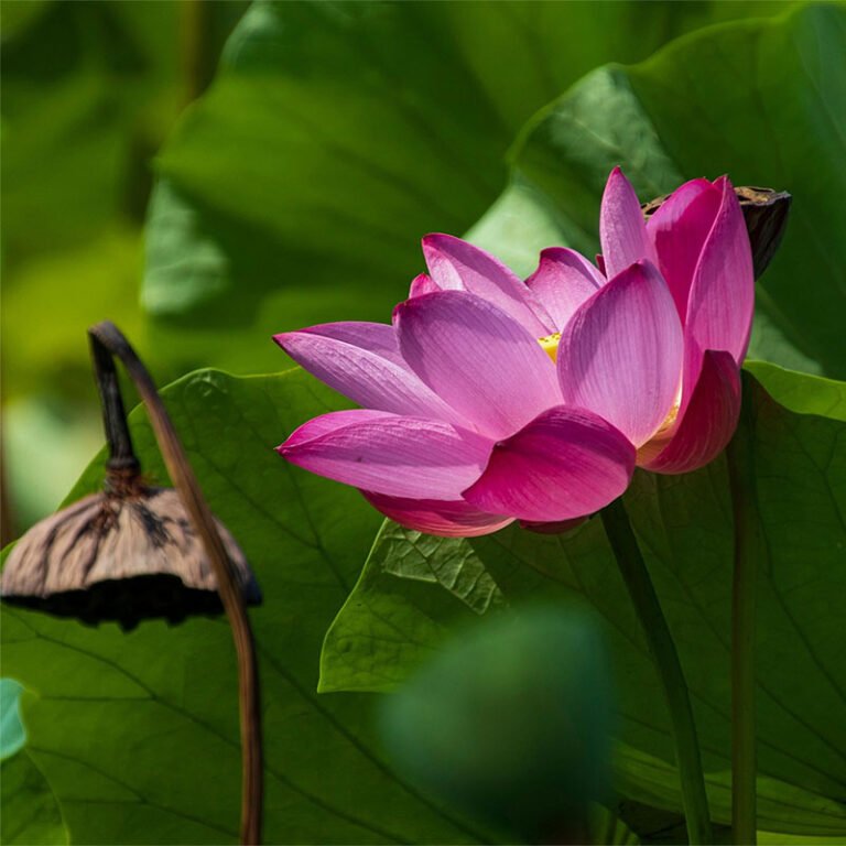 Tứ Diệu Đế: Bốn chân lý cao quý trong Đạo Phật