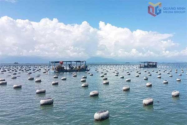 Quảng Ninh: Hướng đi triển vọng của HTX Nuôi trồng thủy sản 1989