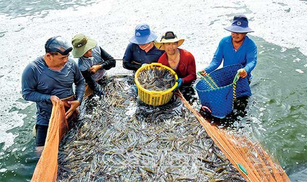 Khẳng định vị thế thủ phủ tôm Việt Nam
