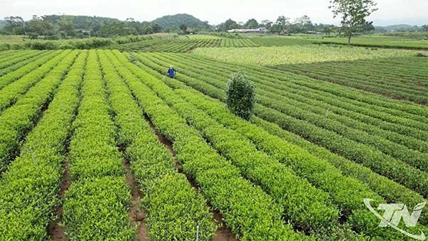 Thái Nguyên: Khôi phục diện tích chè bị ngập úng