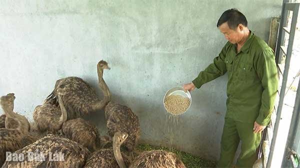 Lão nông làm giàu từ nuôi đà điểu