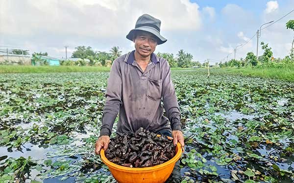 Linh hoạt sản xuất trong mùa nước nổi 