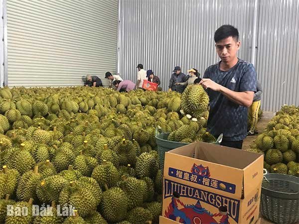 Đắk Lắk: Xã Quảng Phú xây dựng 8 mã vùng trồng sầu riêng xuất khẩu