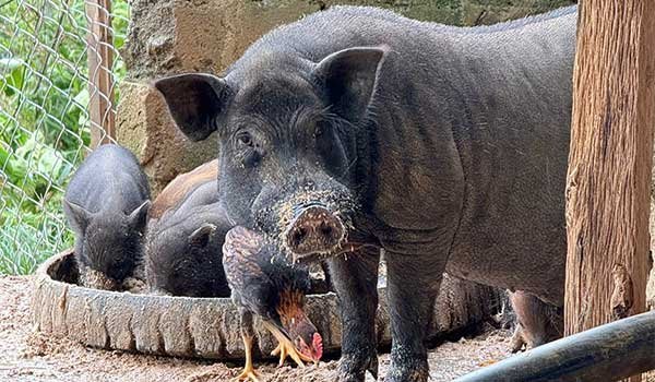 Quảng Trị: Triển vọng mô hình chăn nuôi lợn bản địa Vân Pa