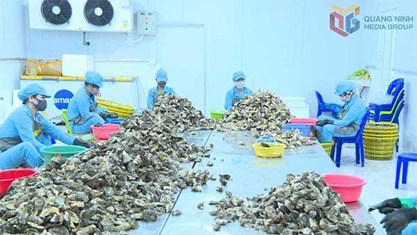 Nâng cao giá trị nhuyễn thể nuôi trồng