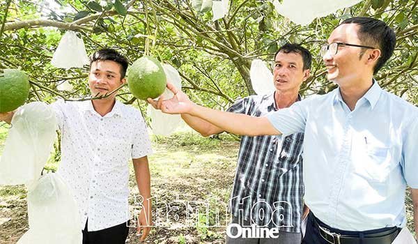 Khánh Hoà: Nâng tầm giá trị bưởi da xanh