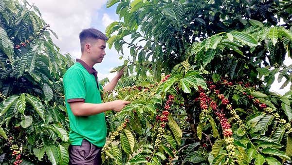 Lâm Đồng: Nông dân phấn khởi vào vụ thu hoạch cà phê