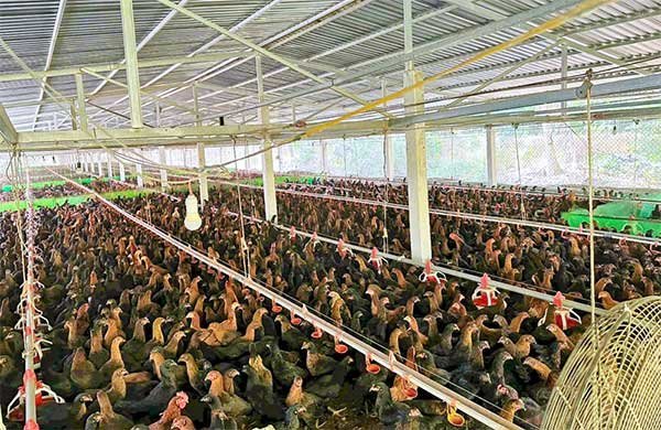 Vĩnh Long: Hướng đến phát triển ngành chăn nuôi bền vững