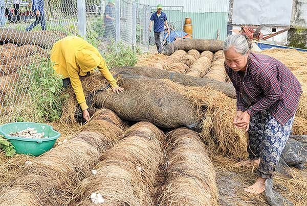 Phát triển mô hình kinh tế tuần hoàn từ rơm