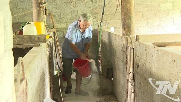 Phòng, chống dịch tả lợn châu Phi sau ngập lụt