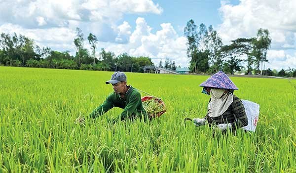 Quản lý và phòng trừ lúa cỏ bằng giải pháp tổng hợp 