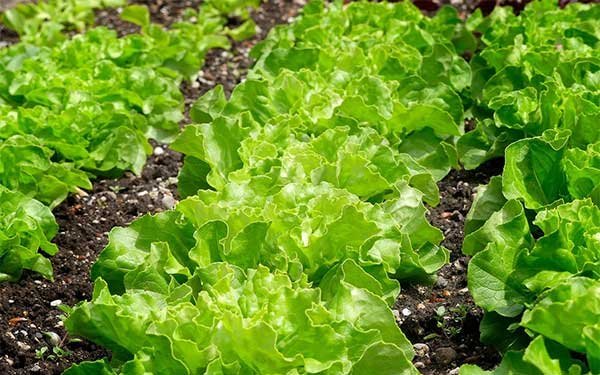 Vĩnh Long: Rau màu phát triển tốt, thu hoạch sản lượng khá