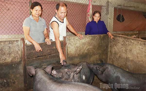 Sinh kế bền vững từ nuôi lợn đen