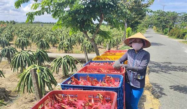 Giá thanh long giảm mạnh