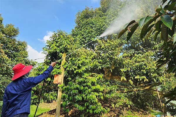 Cần Thơ: Thu hoạch 878.520 tấn trái cây