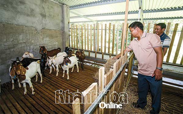 Khánh Hoà: Xã Tây Khánh Vĩnh: Tiềm năng nuôi dê gắn với du lịch sinh thái