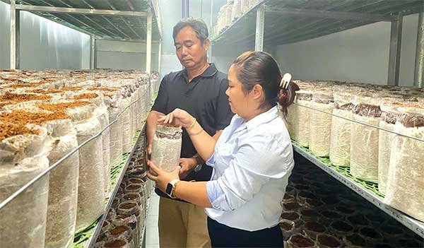 Trồng nấm mối đen theo mô hình công nghệ cao