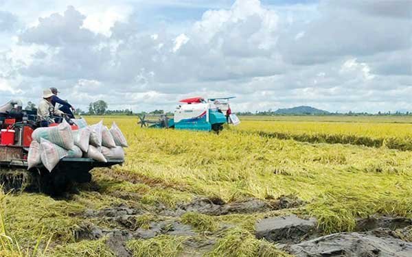 Vụ lúa đông xuân xuống giống né rầy, đồng loạt, tập trung cho từng vùng, từng cánh đồng 