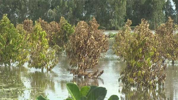 Tây Ninh: Nước lũ dâng cao, hàng nghìn hecta lúa và cây ăn trái vùng Đồng Tháp Mười bị đe dọa