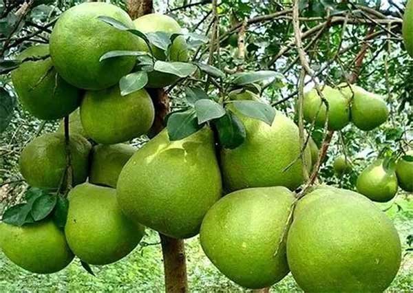 Lần đầu tiên bưởi Việt Nam xuất khẩu sang Australia