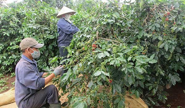 Bảo hộ chỉ dẫn địa lý nâng tầm giá trị nông sản địa phương