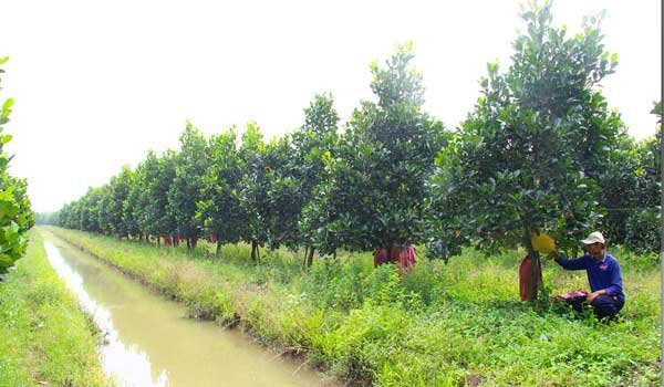 Bảo vệ sản xuất cây ăn trái trước triều cường