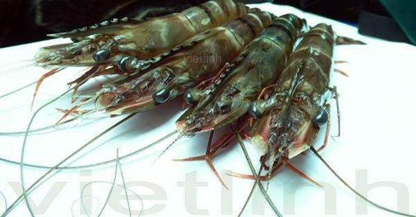 Thành phần khối lượng và hóa học của tôm sú