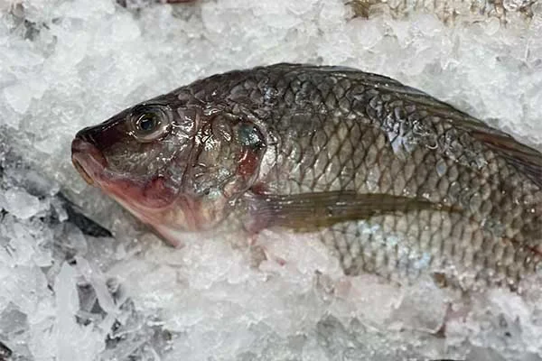 Cá rô phi và khả năng ứng dụng để điều trị bệnh cho con người