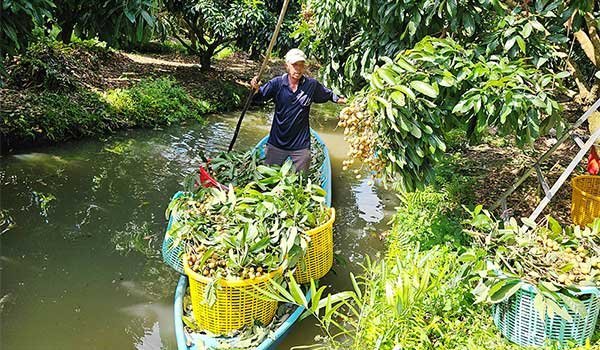 Hơn 5.840ha cây trồng ở Cần Thơ bị ngập do triều cường và mưa lũ 