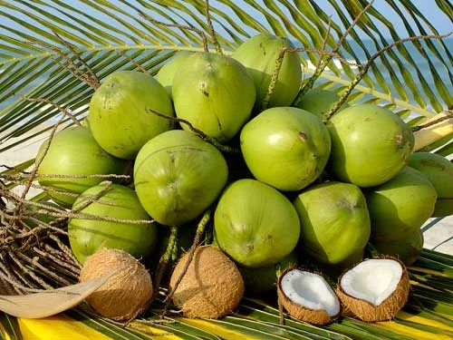 Nước dừa – Uống sao cho đúng