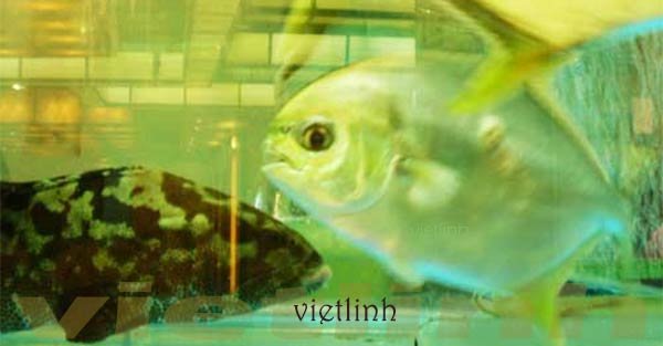 Thành phần hóa học của cá