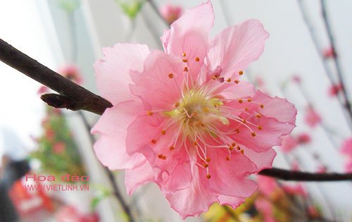 Kỹ thuật trồng và chăm sóc hoa đào