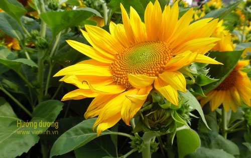 Hoa hướng dương