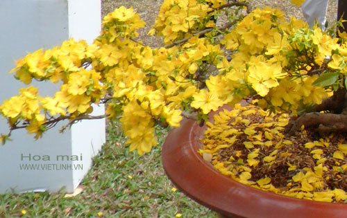 Kỹ thuật trồng và chăm sóc cây mai