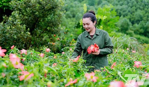 Hướng đi mới từ cây sâm Bố Chính