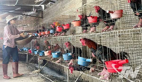 Khẩn trương tái đàn gia cầm