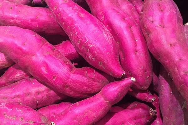 Kỹ thuật bảo quản khoai lang tươi: Tối ưu hóa chất lượng và giảm tổn thất