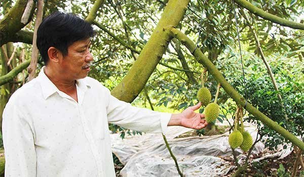 Làm giàu từ sầu riêng nghịch vụ