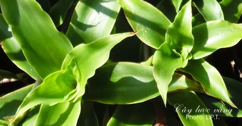 Cây lược vàng có tác dụng chữa bệnh như thế nào?