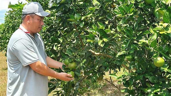 Người nông dân viết ‘câu chuyện tuần hoàn’ trên vùng gò đồi Triệu Phong (Quảng Trị)