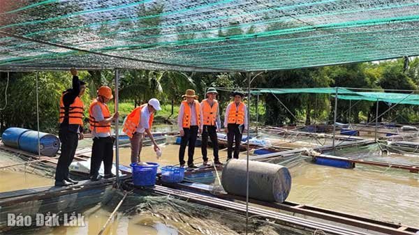 Đắk Lắk: Người nuôi cá lồng bè ở Ea Na thiệt hại trên 3,3 tỷ đồng sau bão số 13