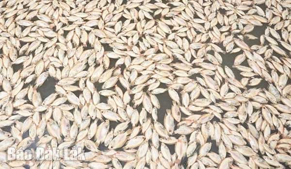 Đắk Lắk: Nhiều hộ nuôi cá lồng bè ở Krông Ana, Ea Na thiệt hại nặng do nước lũ dâng cao