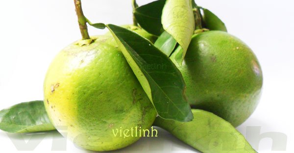 Kỹ thuật trồng cam, quýt, cam sành, cam cara