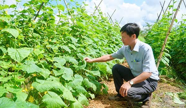 Sản xuất rau màu theo hướng hữu cơ