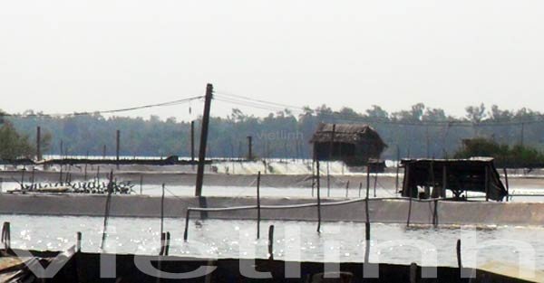 Phòng, trị dịch bệnh cho tôm trong mùa nắng nóng