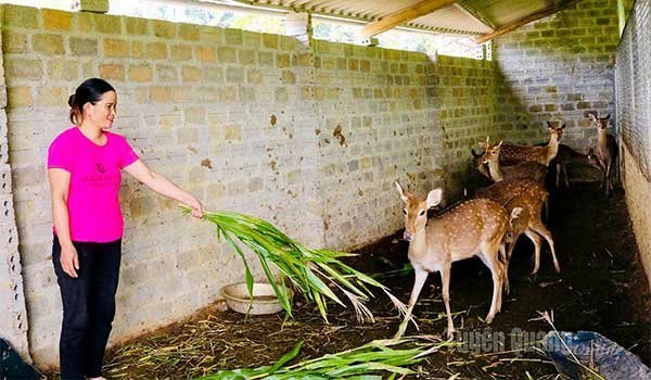 Sinh kế từ nuôi hươu lấy nhung