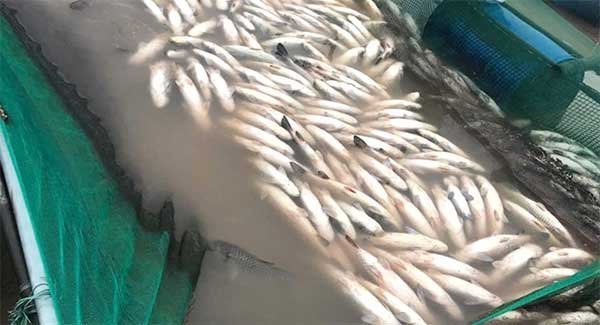 TP Huế: Thống kê thiệt hại số cá lồng chết do lũ ở xã Đan Điền để hỗ trợ người dân