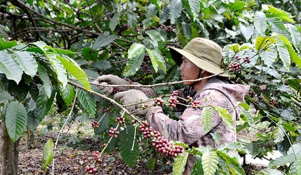 Chuẩn hơn khâu thu hái để nâng cao chất lượng cà phê